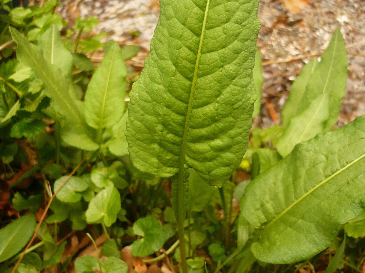 Bistorta officinalis (Polygonaceae)